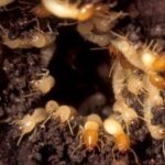 mrtermite