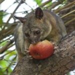 possumremoval